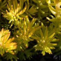 Reflexed Stonecrop